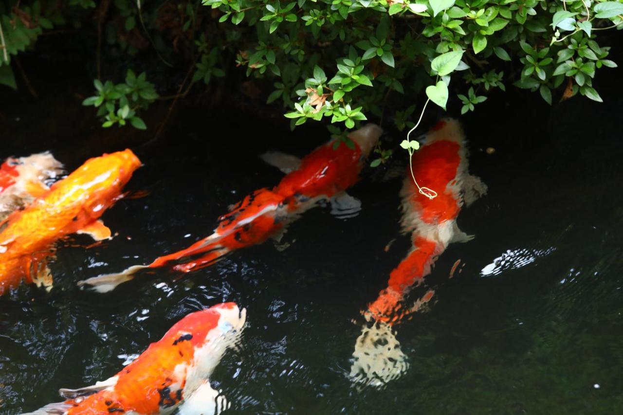 Besshoonsen Nanjyo Ryokan Ueda Esterno foto